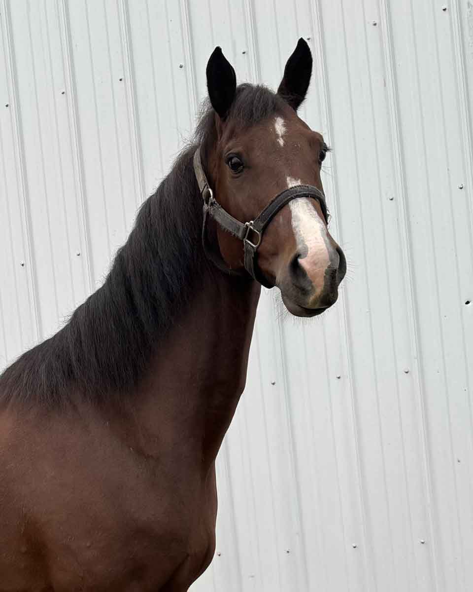 Her dam, MAV La'Vienzza, by ZZ Top