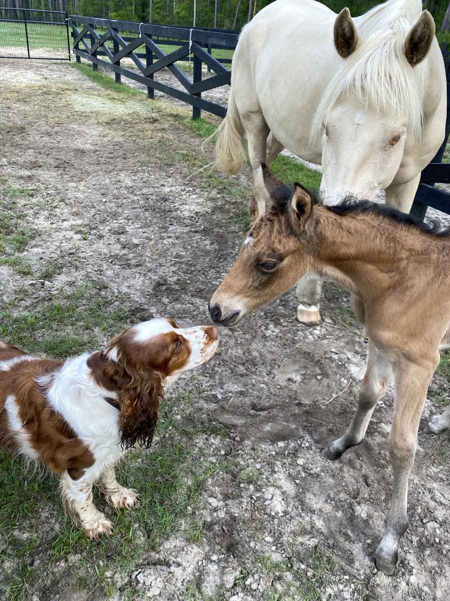 Her 2025 filly by RG Denmark's Justa Farmer