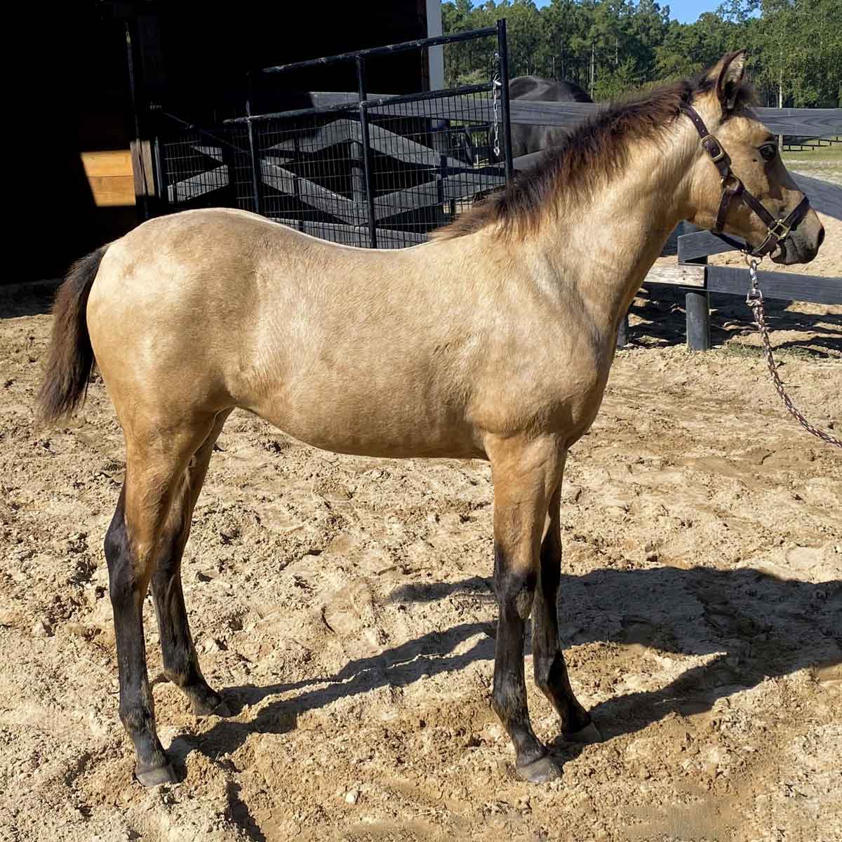 Her 2025 filly by RG Denmark's Justa Farmer
