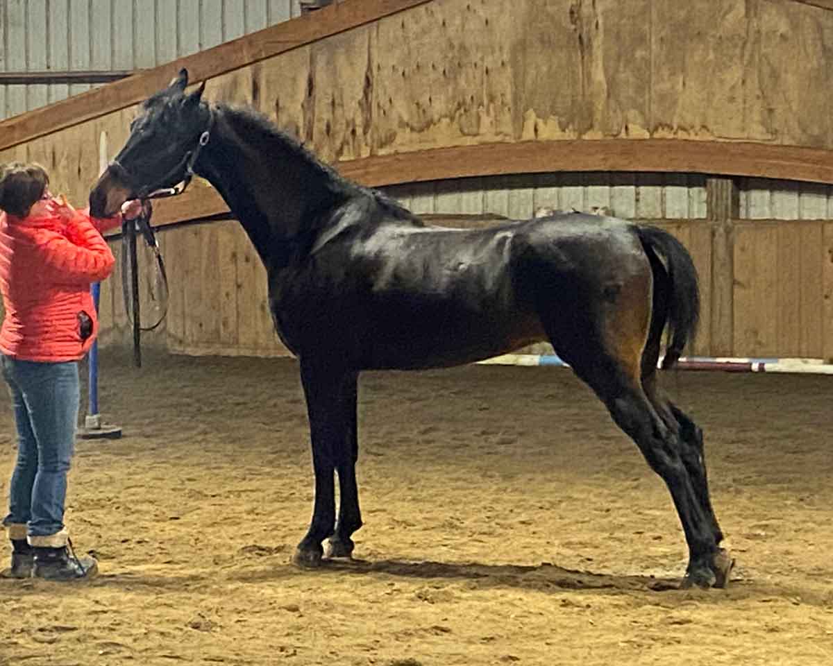 Dam: HUR’s Crafty Ermine