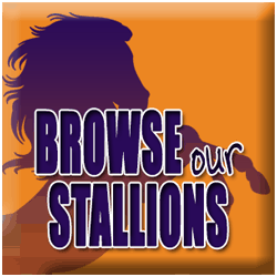 Browse our Stallions